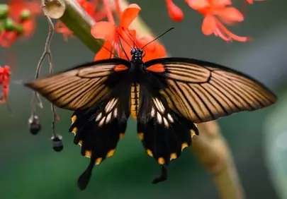 Stunning Black-Brown Butterfly on Vibrant Orange Flower