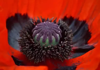 Vibrant Poppy Macro: Nature's Scarlet Heart Revealed