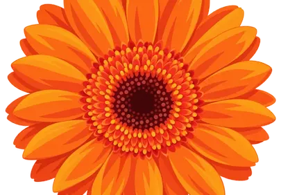 Vibrant Orange Gerbera: A Symmetrical Floral Masterpiece