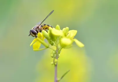 Vibrant Macro: Hoverfly on Golden Blossom