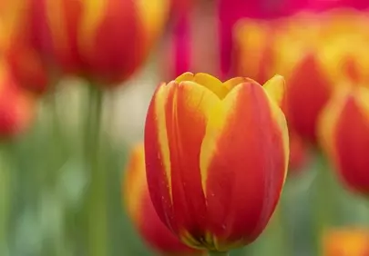 Vibrant Yellow and Red Tulip Blooms in Spring Garden
