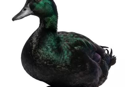Stunning Iridescent Duck: A Close-Up of Nature's Beauty