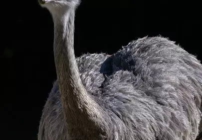 Majestic Emu Portrait: Striking Gaze Against a Dark Backdrop