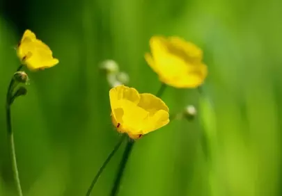 Vibrant Yellow Buttercups in a Serene Meadow