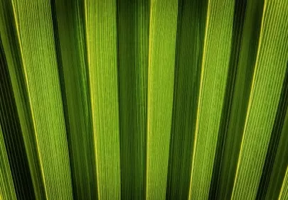 Vibrant Green Palm Leaf Texture: Nature's Intricate Pattern