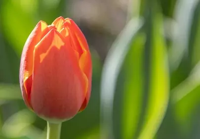 Vibrant Spring Tulip: A Symbol of Natural Beauty