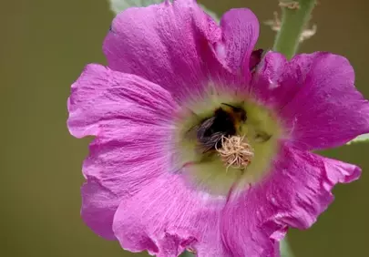 Vibrant Hollyhock Bloom with Busy Bumblebee
