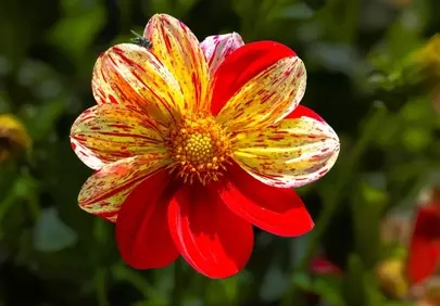 Vibrant Dappled Dahlia: A Macro Summer Bloom