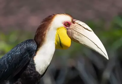 Exotic Glimpse: Vibrant Hornbill in Tropical Wilderness