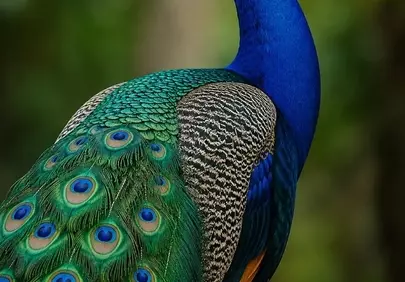 Vibrant Royal Peacock: A Feathered Masterpiece in Nature