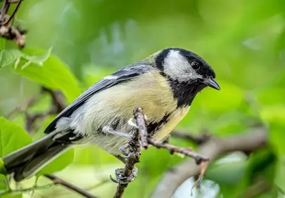Vibrant Spring Bird: Nature's Song in Stunning Detail