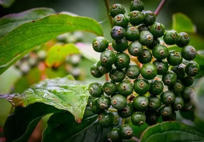 Vibrant Green Berries Adorned with Dew Drops