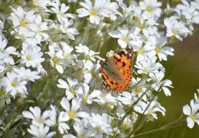 Vibrant Painted Lady Butterfly on Delicate White Wildflowers