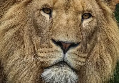 Majestic Male Lion: A Regal Gaze from the Wild Savanna