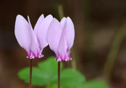 Enchanting Pink Cyclamen: Winter's Romantic Bloom