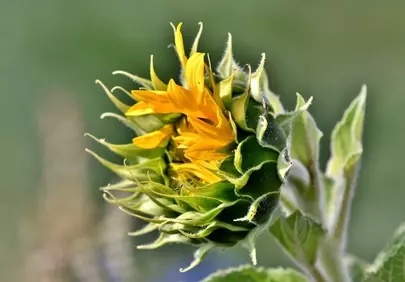 Vibrant Sunflower Bud Unfolding in Golden Light