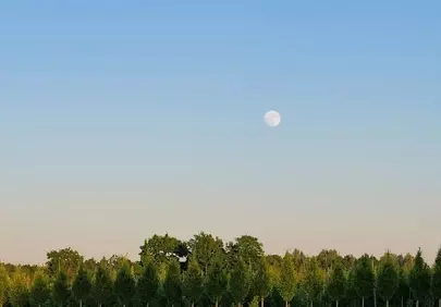 Serene Dusk: Moonlit Field and Forest Horizon