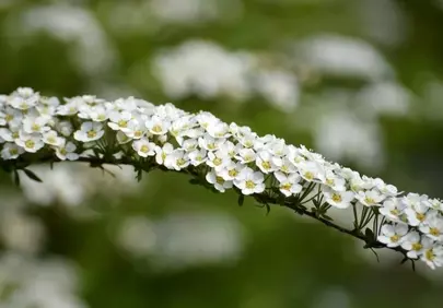 Delicate White Spirea Blooms: Spring's Elegant Cascade