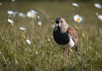 Vibrant Vanellus Chilensis Amidst Wild Daisies