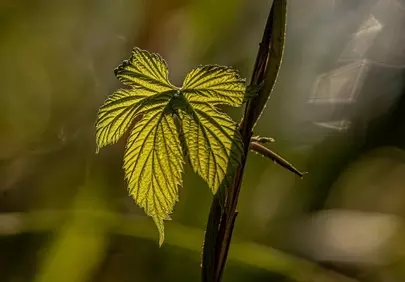 Vibrant Green Leaf Backlit by Sun: Nature's Detail