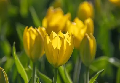 Vibrant Yellow Tulips: Spring's Radiant Embrace