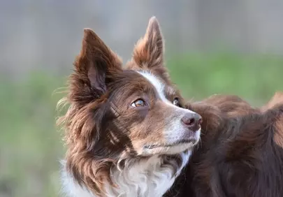 Stunning Border Collie: Loyal, Intelligent, and Absolutely Adorable.