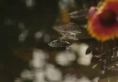 Serene Pond Dweller: A Frog's Peaceful Aquatic Retreat