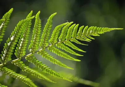 Vibrant Fern Leaf Macro: Nature's Intricate Green Detail