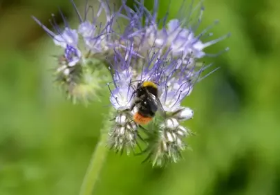 Vibrant Bumblebee Nectaring on Purple Phacelia Bloom