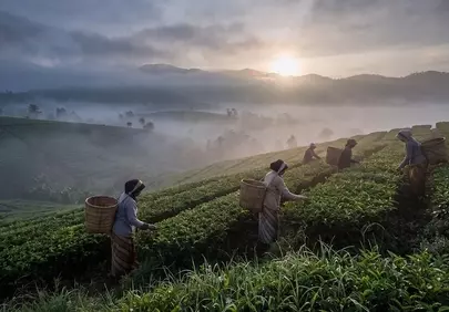 Misty Morning Harvest: Serene Tea Plantation Sunrise