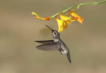 Vibrant Encounter: Hummingbird Sips Nectar from Golden Blossoms