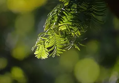 Enchanting Backlit Conifer Branches: Nature's Soft Glow