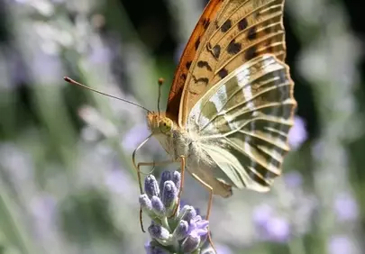 Vibrant Fritillary Butterfly on Lavender Bloom