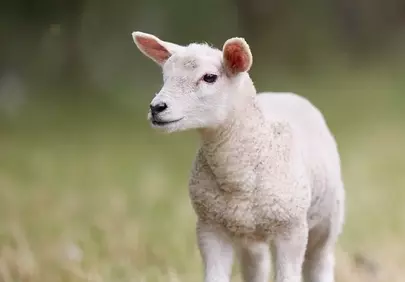 Adorable White Lamb: Playful Spring Farm Animal