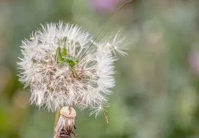 Delicate Macro: Grasshopper Rests on Dandelion Puffs