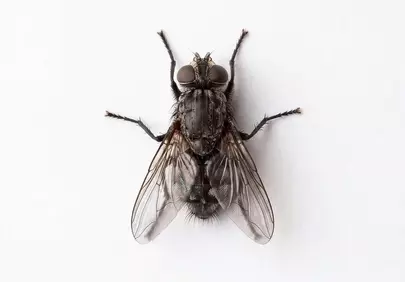 Stunning Macro: Intricate Fly Details on White