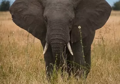 Majestic African Elephant Amidst Golden Savannah Grass