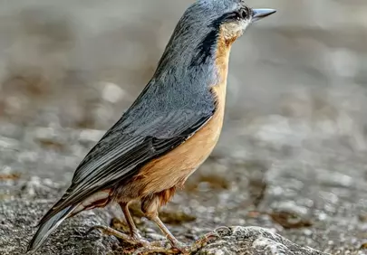Vibrant Nuthatch: Nature's Avian Masterpiece Up Close