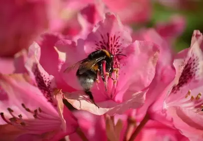 Vibrant Rhododendron Bloom: Bumblebee's Nectar Quest