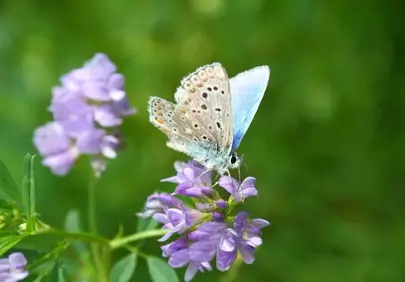 Vibrant Blue Butterfly on Lavender Alfalfa Bloom