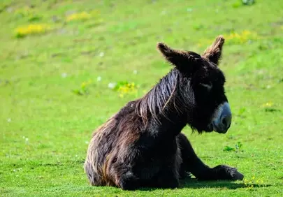 Serene Donkey Resting in Sunny Spring Meadow