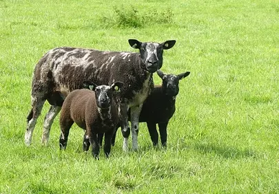 Charming Spring Lambs: Idyllic Countryside Meadow Scene