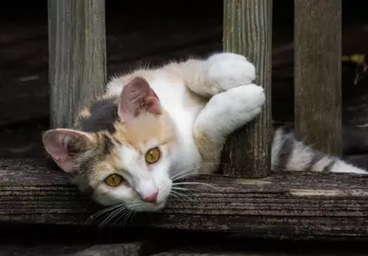 Charming Calico Kitten: Playful Gaze on Weathered Wood