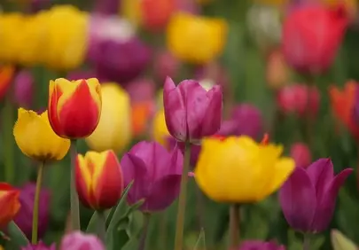 Vibrant Spring Tulips: A Kaleidoscope of Nature's Beauty