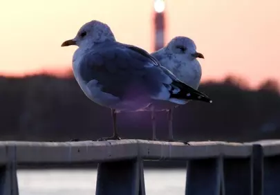 Enchanting Sunset Serenity: Gulls Perched by the Amrum Lighthouse