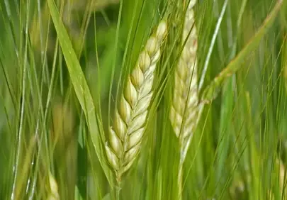 Vibrant Green Barley: Summer's Abundant Promise in the Field