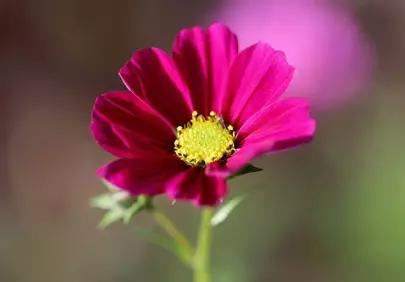 Vibrant Pink Cosmos: Macro Beauty in Morning Light