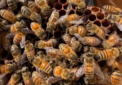Vibrant Beehive Activity: Nature's Busy Pollinators at Work