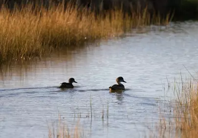 Serene Sunset Silhouette: Grey Teals Gliding on Wetland
