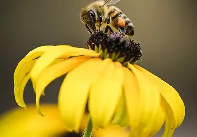 Vibrant Macro: Honey Bee Pollinating Golden Flower